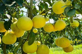 Thủ phủ bưởi rộn ràng vào mùa thu hoạch