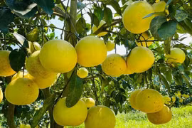 Thủ phủ bưởi rộn ràng vào mùa thu hoạch