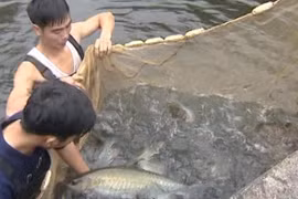 Nhân giống thành công loài “cá tiến vua, sống chậm”, thọ tới 50 năm