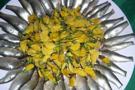 Loại cá nhỏ đặc sản miền Tây, giá 300.000 đồng/kg khách tranh mua