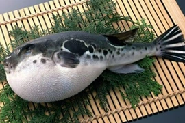 Bộ Y tế vào cuộc vụ ngộ độc cá nóc 4 người nhập viện 