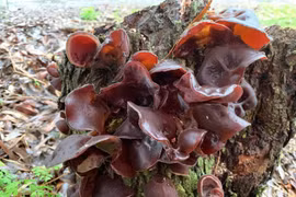 Loại nấm ví như “vàng đen” của núi rừng, rất tốt cho sức khỏe