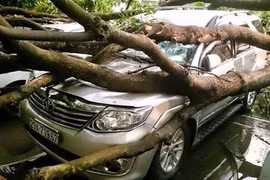 Cây xanh mới trồng đổ la liệt: Không thể dối trời