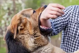 Sau 2 năm bị chó cắn, người đàn ông lên cơn dại tử vong 
