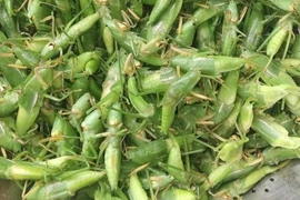 Thứ đặc sản dân dã “tôm bay” được nhiều người săn lùng