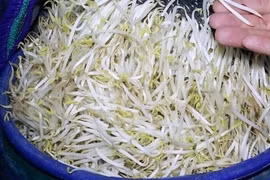 Hóa chất trong 3.500 tấn giá đỗ ở Nghệ An nguy hiểm sao?