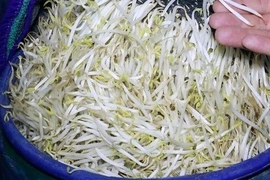 Hóa chất trong 3.500 tấn giá đỗ ở Nghệ An nguy hiểm sao?