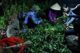 Theo chân người dân Lục Ngạn đi hái vải thiều từ lúc nửa đêm