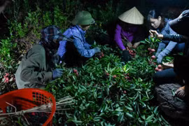 Theo chân người dân Lục Ngạn đi hái vải thiều từ lúc nửa đêm