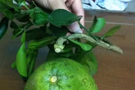 Mua hoa quả đẹp về thắp hương dịp Tết lại rước phải hàng dính keo 502