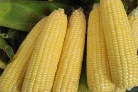 Cách ăn ngô hỗ trợ giảm cân, tốt cho sức khỏe 