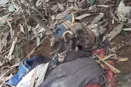 Nhiều tình tiết lạ trong vụ phát hiện 2 thi thể giữa rừng già