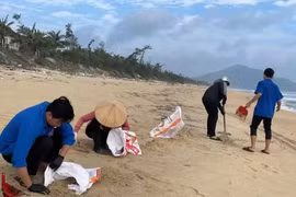 Hơn 210 tấn dầu vón cục trôi dạt vào bờ biển Huế đã được xử lý