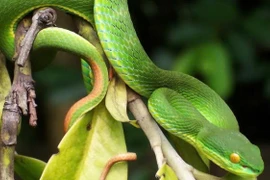 Gia tăng trẻ nhập viện do rắn cắn trong mùa mưa