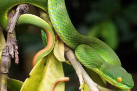 Gia tăng trẻ nhập viện do rắn cắn trong mùa mưa