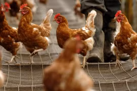 Bộ Y tế chỉ đạo khẩn sau ca mắc cúm A(H9) đầu tiên