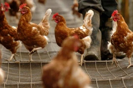 Bộ Y tế chỉ đạo khẩn sau ca mắc cúm A(H9) đầu tiên