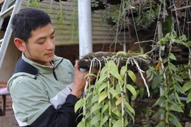 Lạ mà hay: Cho lan rừng 'uống' nước luộc đu đủ thu hàng trăm triệu