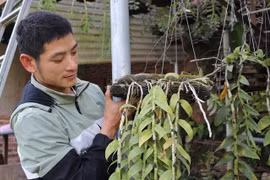 Lạ mà hay: Cho lan rừng 'uống' nước luộc đu đủ thu hàng trăm triệu