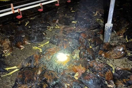 8.000 con gà chết ngạt, chủ trang trại ở Hà Tĩnh mất tiền tỷ