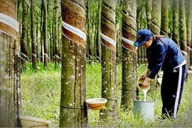 Cao su Phước Hòa (PHR) đặt mục tiêu 2025 lãi giảm phân nửa