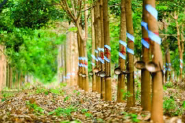 Cao su Thống Nhất lãi gần 7 tỷ đồng nhờ bán chuối