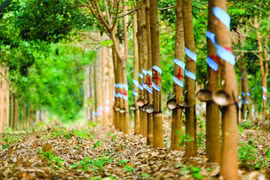 Đầu tư Cao su Đắk Lắk (DRI) lên kế hoạch niêm yết trên HoSE