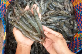 Sao Ta: Doanh số tháng 1 đạt 25,9 triệu USD, tăng 35% 