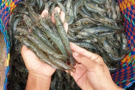 Sao Ta: Doanh số tháng 1 đạt 25,9 triệu USD, tăng 35% 