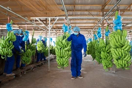 Gánh nặng chi phí, HAGL Agrico báo lỗ thêm 84 tỷ đồng