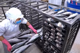 Thủy sản Nam Việt (ANV) vừa bị Cục Hải quan An Giang xử phạt