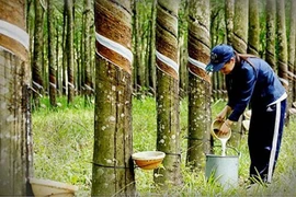 Cao su Phước Hoà sắp chi hơn 400 tỷ đồng trả cổ tức