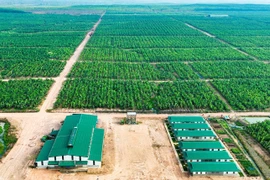 HAGL Agrico đã hoàn tất trả nợ cho Hoàng Anh Gia Lai