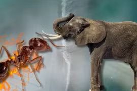 Có chuyện kiến giết voi hay không?