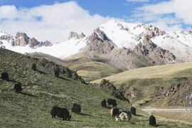 Sau động đất, mất hàng thập kỷ để rừng phục hồi 