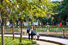Hoa ban nở rộ, phủ tím góc Công viên Cầu Giấy