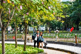 Hoa ban nở rộ, phủ tím góc Công viên Cầu Giấy