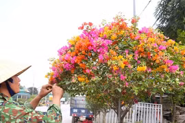 Từng bị "thất sủng", hoa giấy hồi sinh rực rỡ hút khách dịp Tết