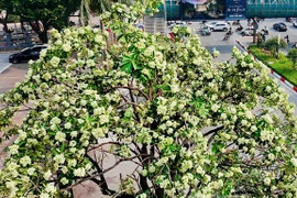 Hoa sữa nồng nàn trong hương Thu Hà Nội