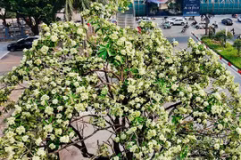 Hoa sữa nồng nàn trong hương Thu Hà Nội