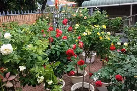 Vợ chồng U90 làm vườn hoa hồng hàng chục gốc ở Bình Dương