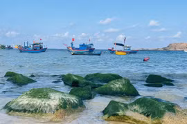 Rêu xanh làng chài Nhơn Hải níu chân du khách