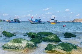 Rêu xanh làng chài Nhơn Hải níu chân du khách