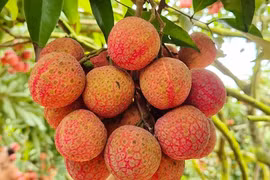 Độc đáo vườn vải thiều trĩu quả, 30 năm không mất mùa