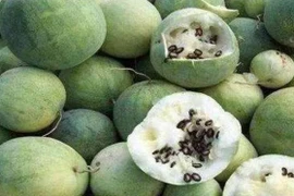 Sa mạc có loại dưa hấu không ai dám ăn, nguy hiểm chết người