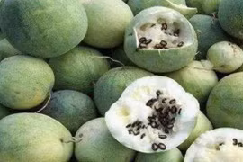 Sa mạc có loại dưa hấu không ai dám ăn, nguy hiểm chết người