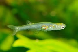 Loài cá bằng móng tay, phát ra âm thanh như còi xe cứu thương 