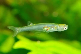 Loài cá bằng móng tay, phát ra âm thanh như còi xe cứu thương 