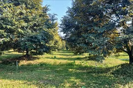 Trồng sầu riêng, một nông dân Hậu Giang bán giá cao, lời hàng tỷ