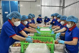 Vải thiều Thanh Hà xuất sang Úc, vào siêu thị gần 600.000 đồng/kg